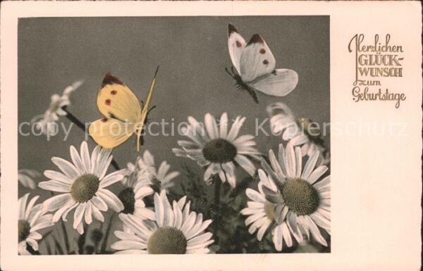 Schmetterlinge Margeriten Glückwunsch Geburtstag