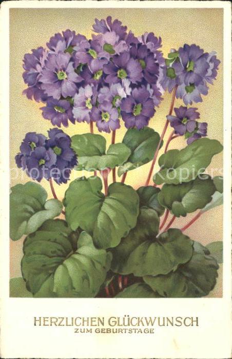 Geburtstag Glückwunsch Blumen