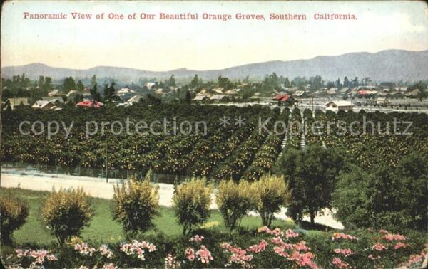 Orangen Oranges California Orange Groves