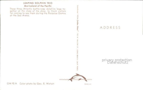 Delfine Delphine Dolphins Dauphins Delfi Leaping dolphin trio Marineland of the – Bild 2