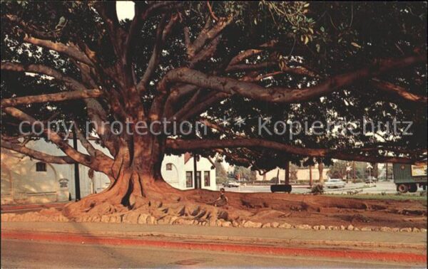 Baeume Trees Moreton Bay Fig Tree Santa Barbara