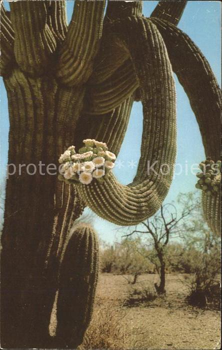 Kakteen Saguaro Giant Cactus