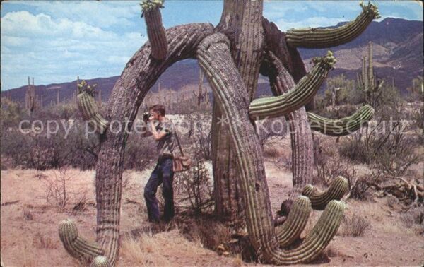 Kakteen Saguaro