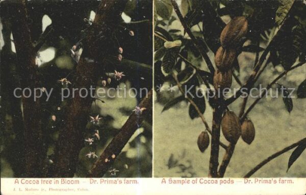 Kakao Schokolade Chocolat Cocoa tree in Bloom Dr. Prima's farm