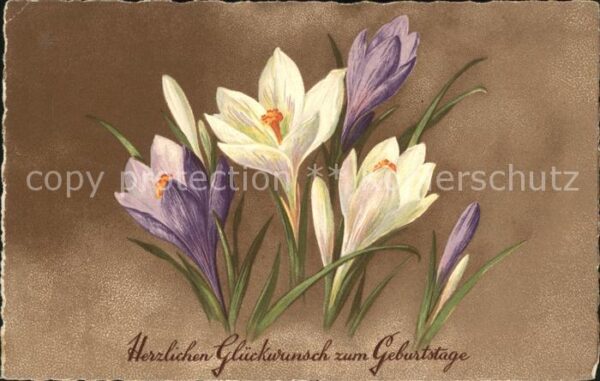 Geburtstag Glückwunsch Krokusse