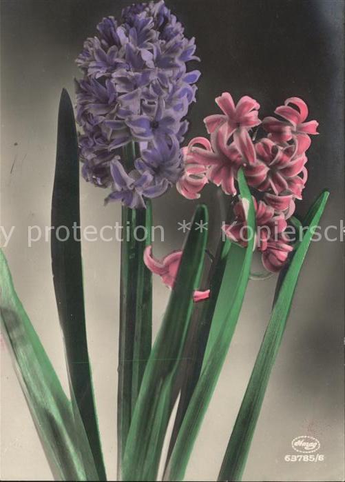 Foto Amag Nr. 63785/6 Hyazinthe