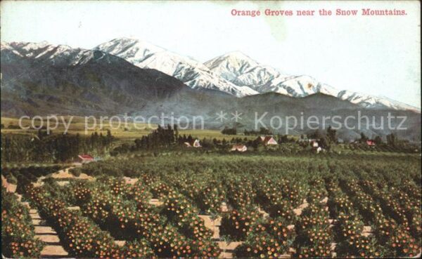Orangen Oranges Orange Groves Snow Mountains