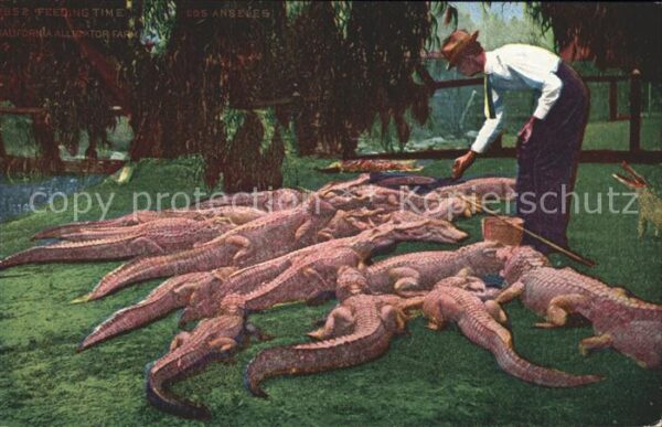 Krokodile California Alligator Farm Feeding Time