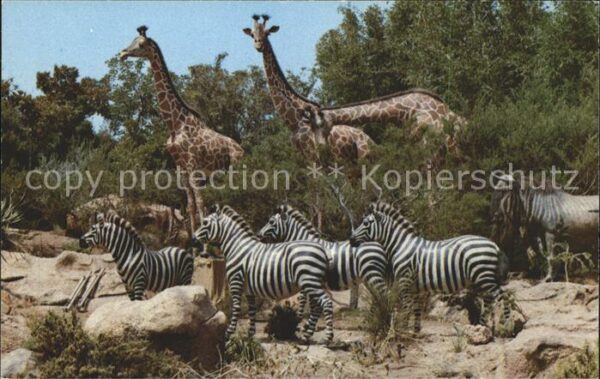 Disneyland California African Veldt Zebras Giraffen