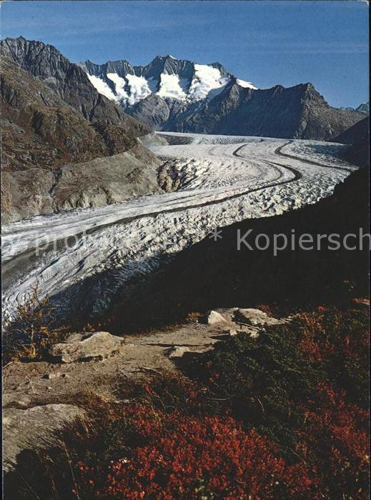 Gletscher Aletschwald Wannenhorn