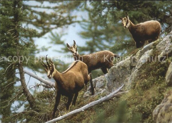 Gemse Chamois Rupicapra