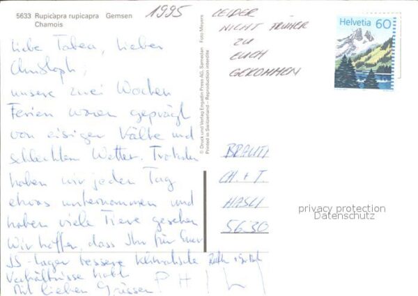 Gemse Chamois Rupicapra – Bild 2