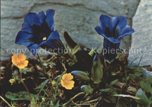 Blumen Enziane Gentiana acaulis