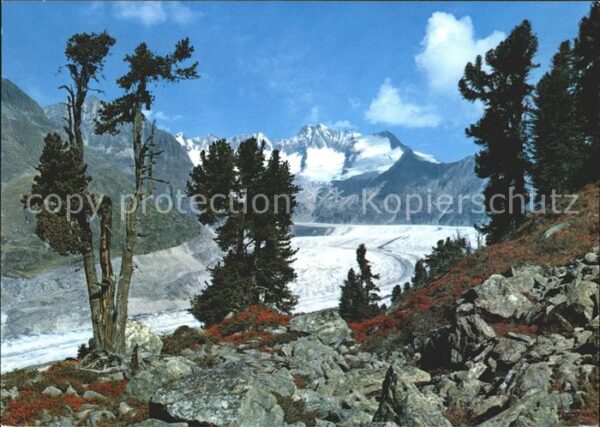 Gletscher Grosser Aletschgletscher Aletschwald Wa