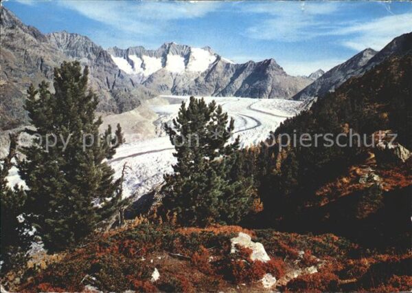 Gletscher Grosser Aletschgletscher Aletschwald Wa
