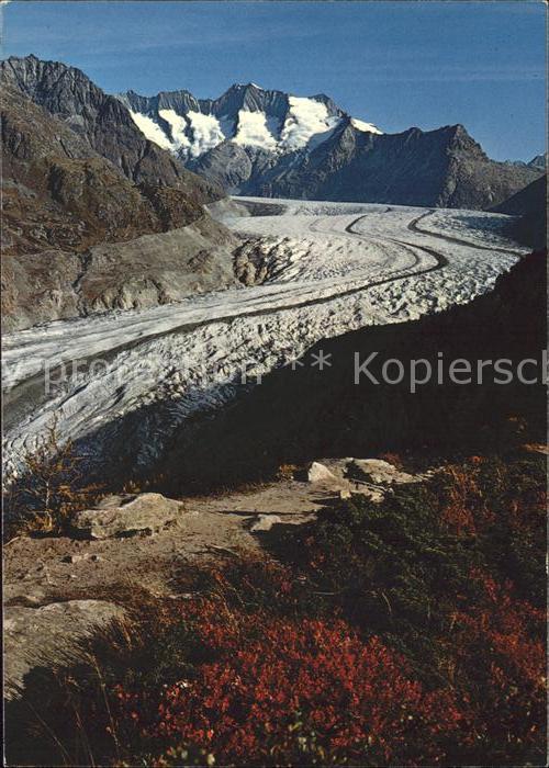 Gletscher Grosser Aletschgletscher Aletschwald Wa