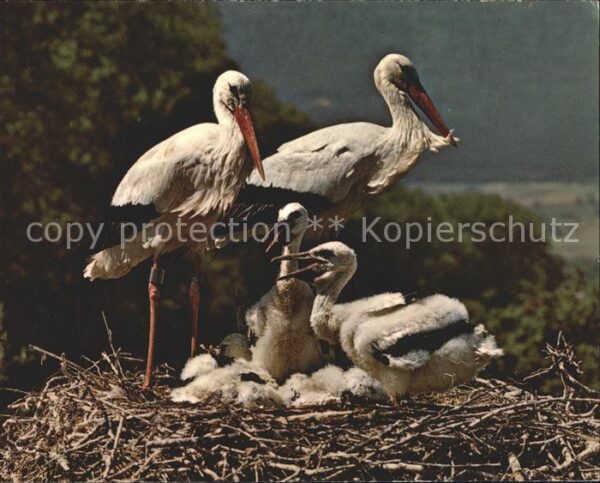 Storch Störche Altreu/So Vogelwarte Sempach