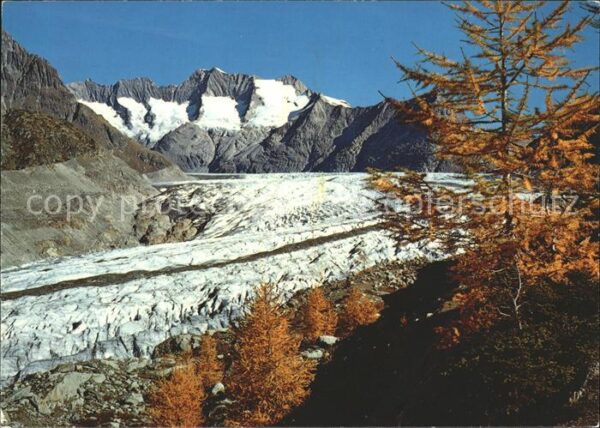 Gletscher Grosser Aletschgletscher Aletschwald Wa