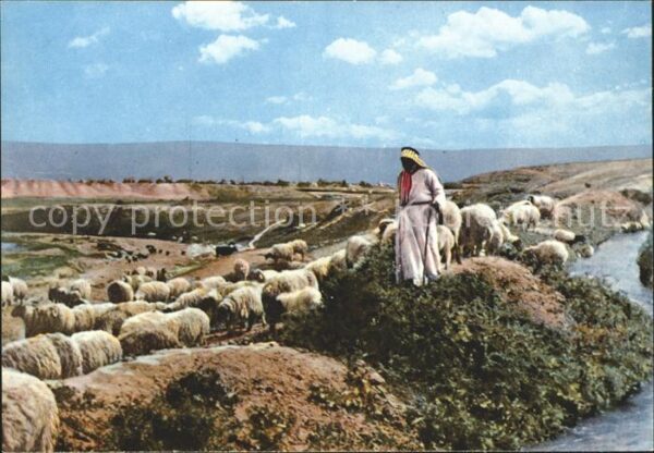 Hirte Schafe Israel