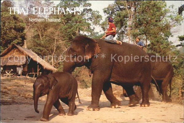 Elefant Thai Elephanta Northern Thailand
