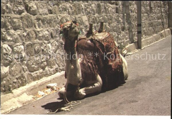 Kamel  Camel Chameau Israel
