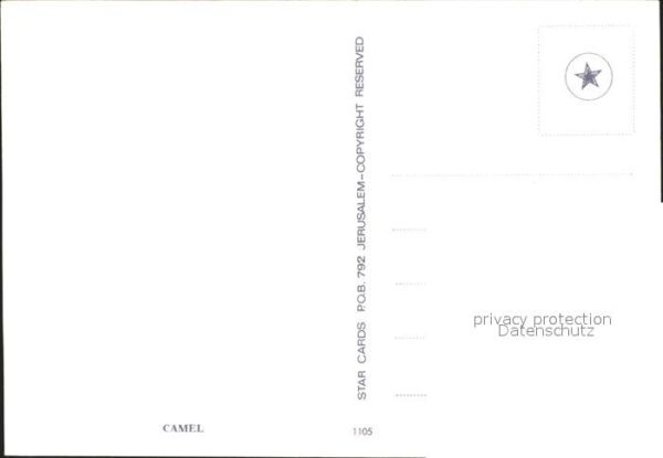 Kamel  Camel Chameau Israel – Bild 2