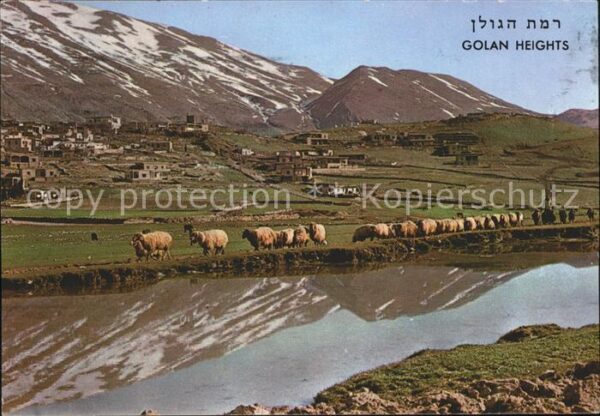 Schafe Golan Heights Golanhöhen Magdal Shams M