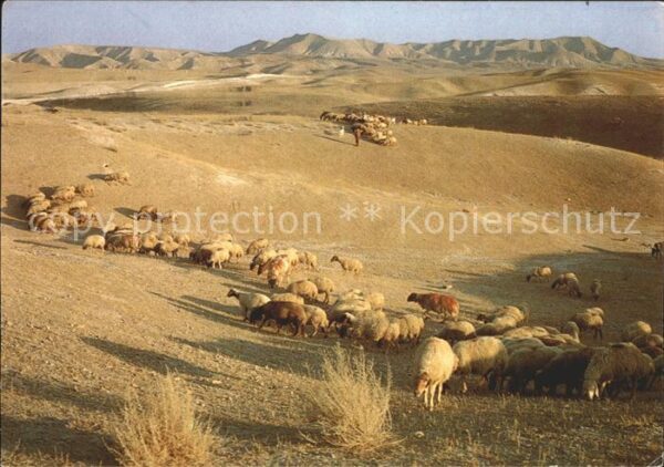Schafe Judean Desert Israel