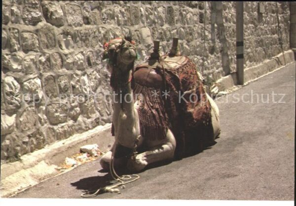 Kamel  Camel Chameau Camel Israel