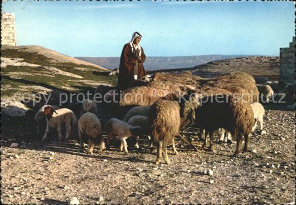 Hirte Schafe Libanon Liban Lebanon