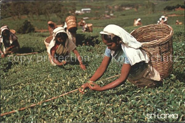 Landwirtschaft Teepflückerinnen Nuwara Eliya Sri Lanka