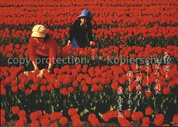 Blumen Tulpen Tulpenfeld China