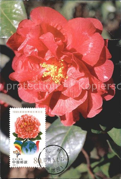 Blumen Pfingstrose China