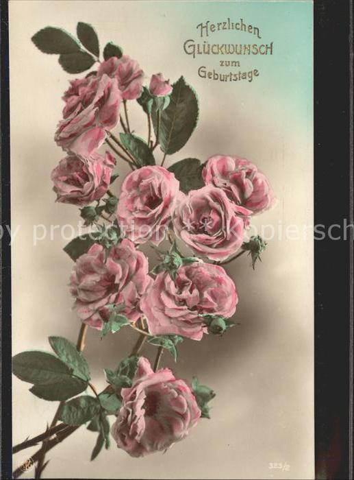 Foto NPG Nr. 323/2 Rosen Geburtstag