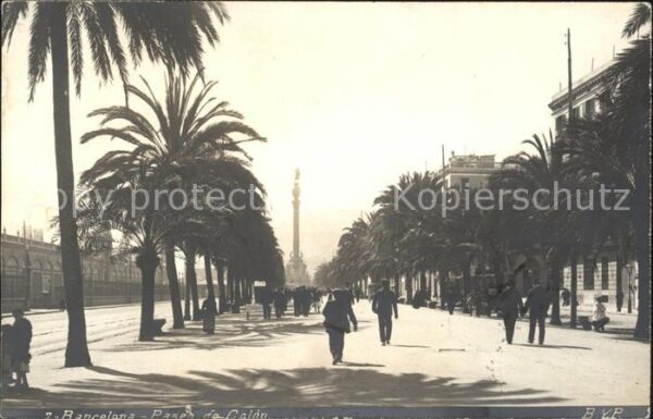 Barcelona Cataluna Paseo de Colon Palmera