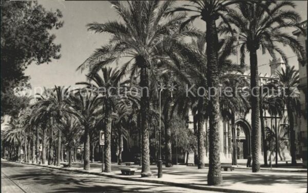 Palma de Mallorca Paseo Sagrera y Lonja Palmera