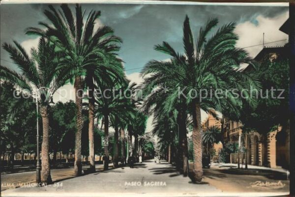 Palma de Mallorca Paseo Sagrera Palmera