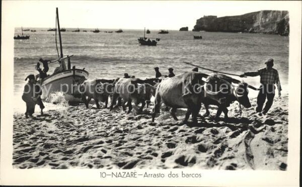 Nazare Portugal Arrasto dos barcos Ochsen