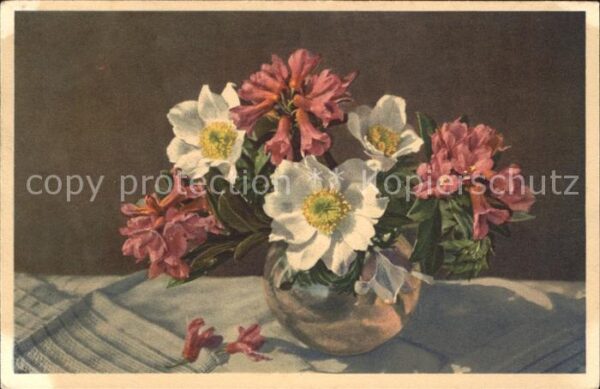 Blumen Weisse Alpenanemone Rostblättrige Alpen