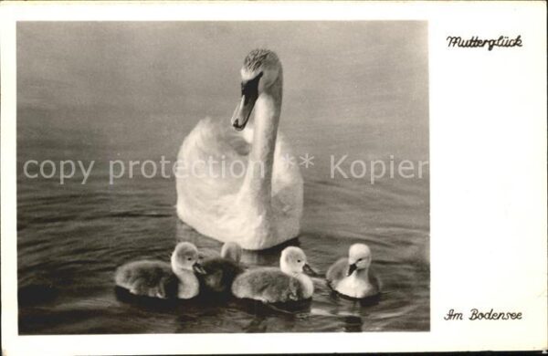 Schwan Schwanenfamilie Mutterglück Bodensee