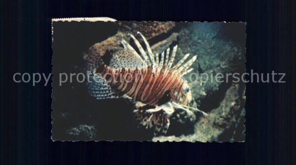 Fische Rotfeuerfisch Rascasse volante Aquarium