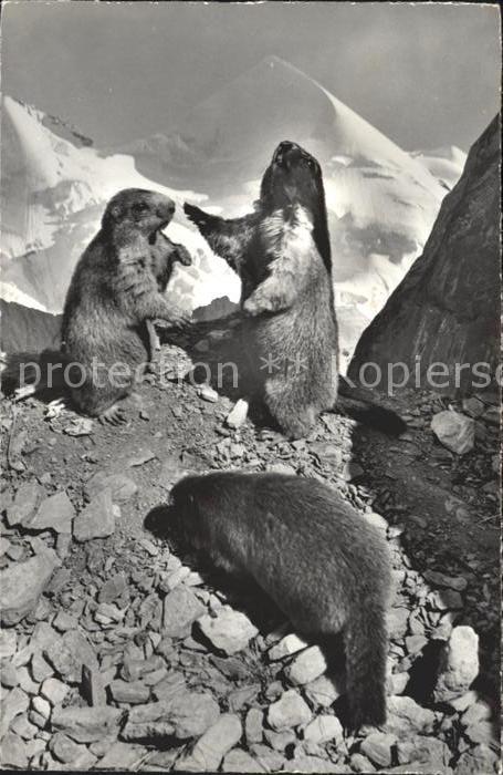 Murmeltier Marmottes