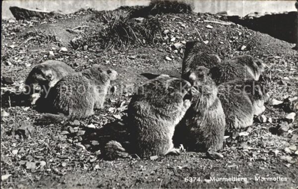 Murmeltier Marmottes Kl. Scheidegg