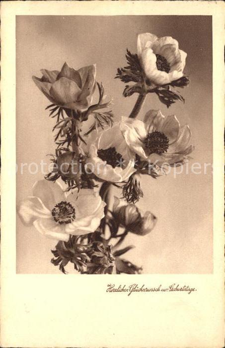 Foto Amag Nr. 40018 Geburtstag Glückwunsch Anemonen