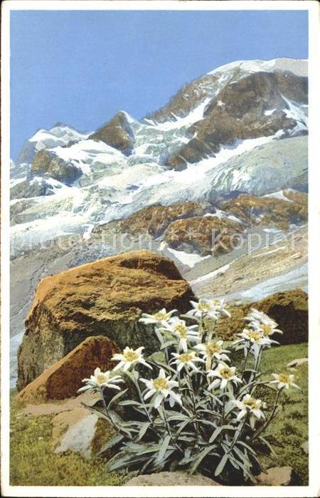 Verlag Photochromie Nr. 1488 Edelweiss Engadin Berninagruppe