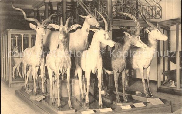 Tiere Antilopen Musee Royal d_Histoire Nature