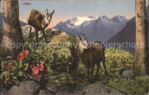 Gemse Berge Alpenrosen