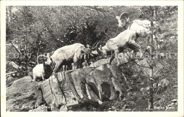 Steinbock Rocky Mt. Sheep