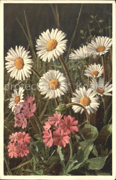 Blumen Alpen-Masslieb Mehlprimel