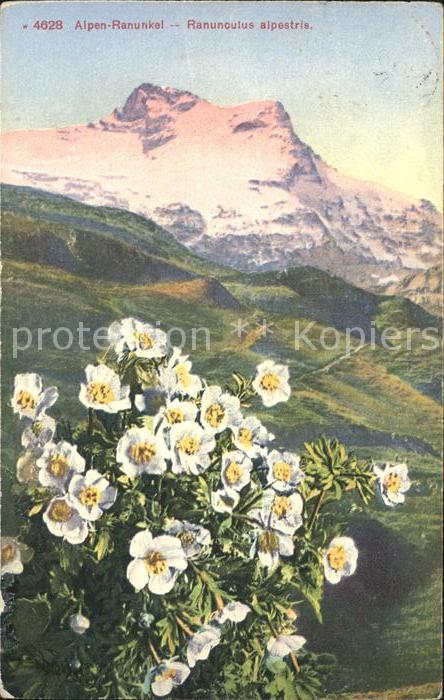 Blumen Alpen-Ranunkel